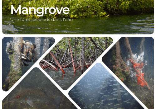Mangrove, une forêt les pieds dans l'eau