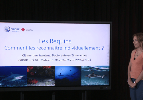 Capsule vidéo "Les requins - Comment les reconnaître individuellement ?"