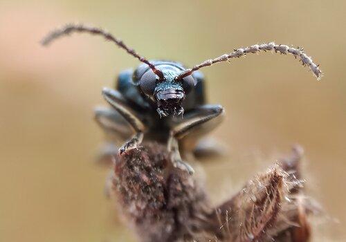 insectes