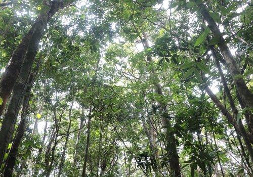 Vue sur la canopée de l'Espace Naturel Sensible de la Plaine des Grègues