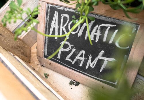 Plante