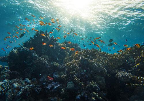 Faire des sciences hier et aujourd'hui à Mayotte: les récifs coralliens et le changement climatique expliqués aux futures générations