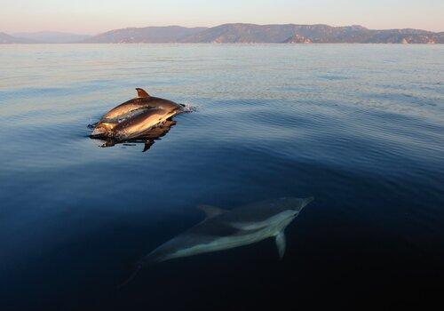 Plongée sonore avec les dauphins bleus et blancs de Méditerranée au Muséum départemental du Var Plongée sonore avec les cétacés au Muséum départemental du Var