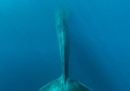 Plongée sonore avec les rorquals de Méditerranée au Muséum départemental du Var Plongée sonore avec les cétacés au Muséum départemental du Var