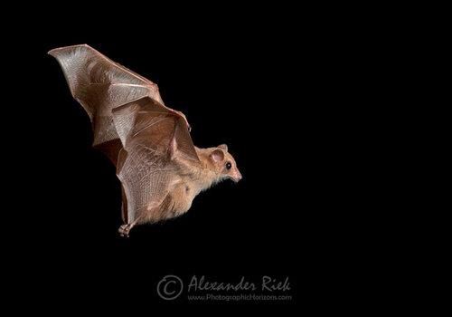 pipistrelle en vol