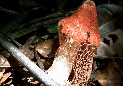 Sous-bois champignon Sous bois champignon Michel Huet