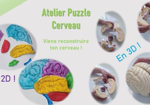 Puzzle Cerveau
