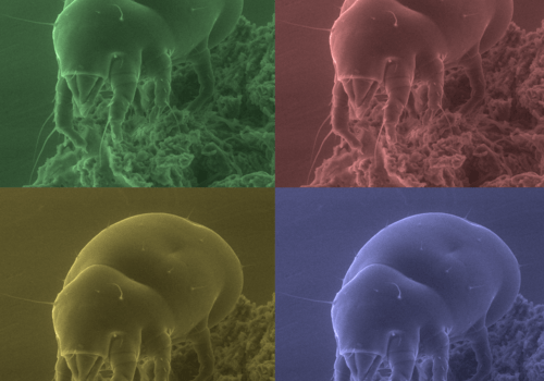 acarien du fromage observé en microscopie électronique à balayage environnemental