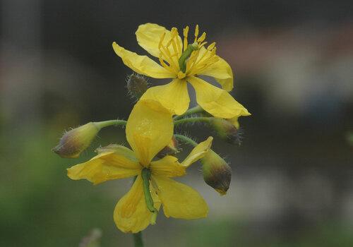 Chelidonium majus Chelidonium majus_©Frederic Gourgues.jpg (2.88 Mo)