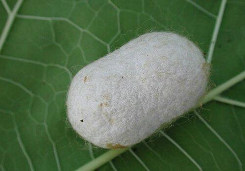 Cocon de ver à soie