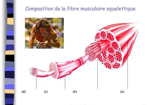 La fibre musculaire .. mais encore ?