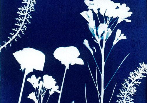 Image de cyanotype