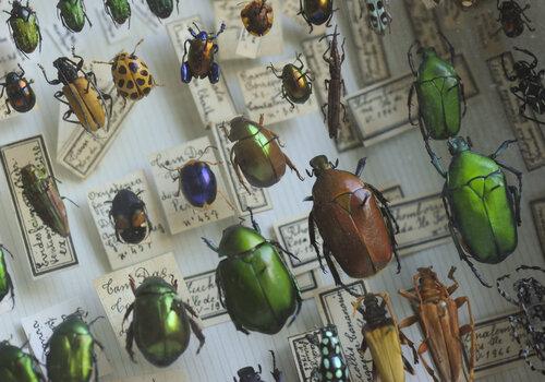 Collection de coléoptères