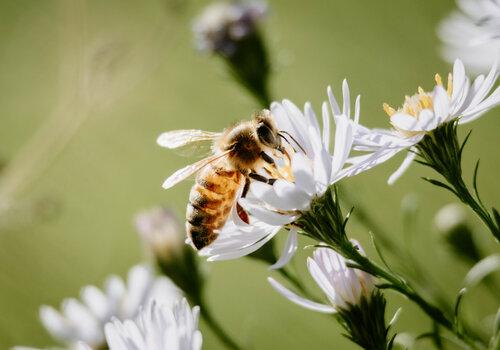 Abeille butinant