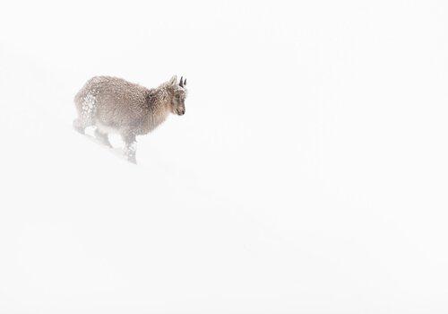 Jeune bouquetin animal dans la neige