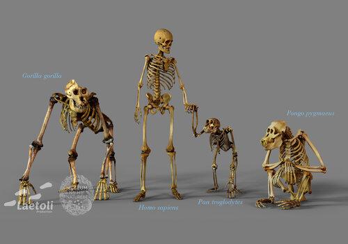 La famille des hominidés