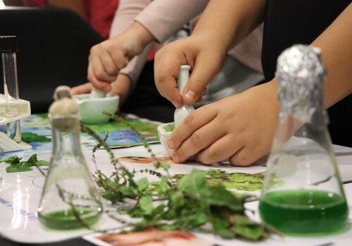 Extraction de la chlorophylle