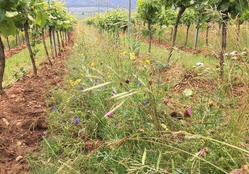 Reconception de pratiques viticoles Parcelle de vigne d'un projet de l'association Vitirepere