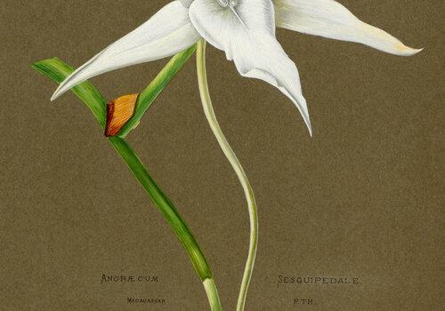 dessin d'angraecum sesquipedale