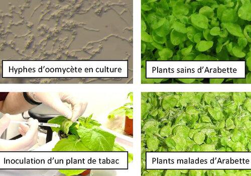 Atelier sur les Oomycètes Atelier sur les Oomycètes