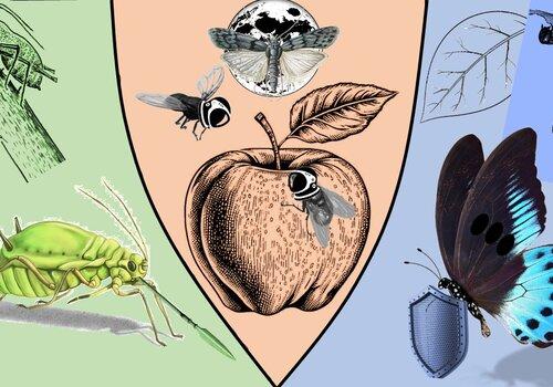 Résistance et adaptation Résistance et adaptation