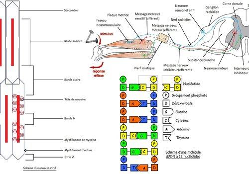 Schéma du muscle, de l'ADN et de l'arc nerveux du réflexe myotatique