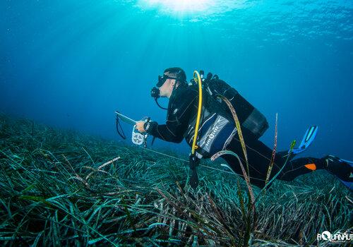 Plongeur scientifique étudient l'herbier de posidonie