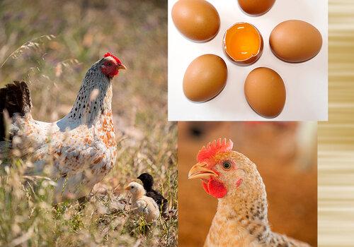 Illustration des recherches de l'unité BOA Photos de poules, poussins et oeufs