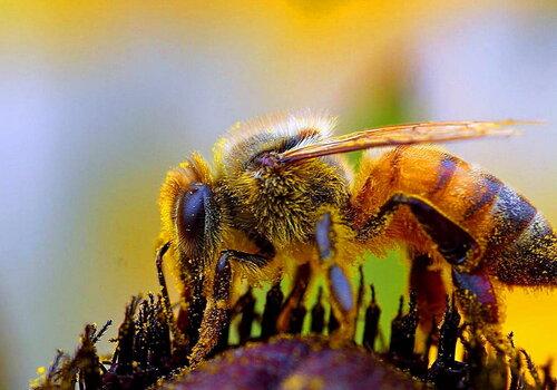 Abeille Abeille