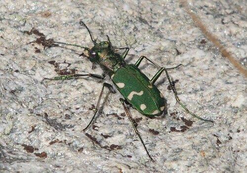 La cicindèle l’insecte le plus rapide tant à la course qu’en vol