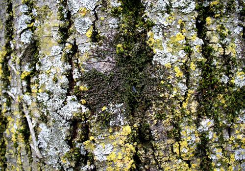 mousses et lichens©MArtin Kopf.JPG (2.61 Mo)