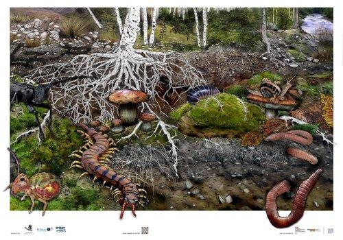 Poster La vie des sols où l'ont voit un ver de terre, un collembole, un scolopendre, des cèpes, un mille-patte, des escargots et un grand capricorne