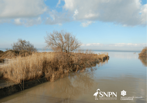 Image Camargue Image Camargue