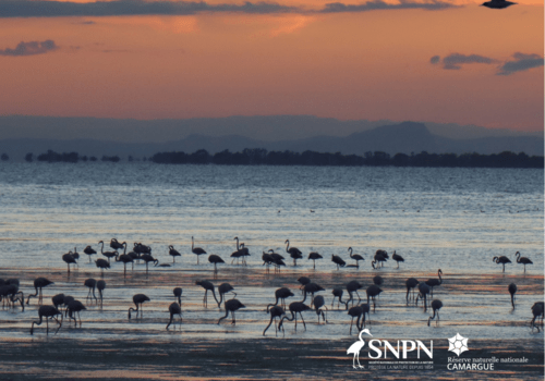 Image Camargue Image Camargue