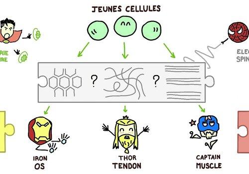 structures des fils