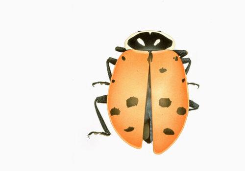 Cornelia Hesse-Honegger Ladybird beetle from Richland near Hanford, 1998 Courtesy de l'artiste Dessin d'une coccinelle ayant subi une mutation génétique suite aux résidus radioactifs laissés à Tchernobyl