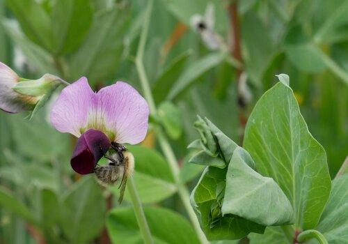 insecte sur une fleur