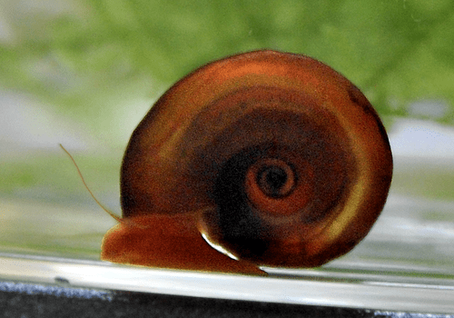 mollusque Biomphalaria glabrata mollusque Biomphalaria glabrata
