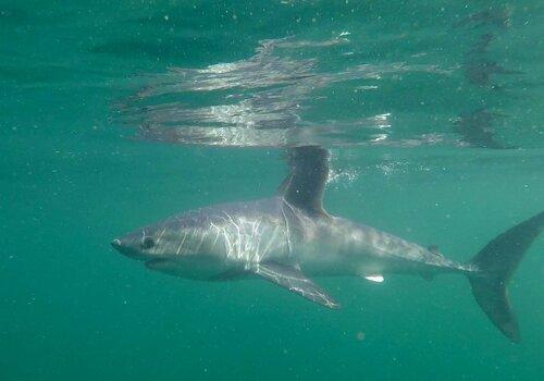 Photo d'un requin taupe