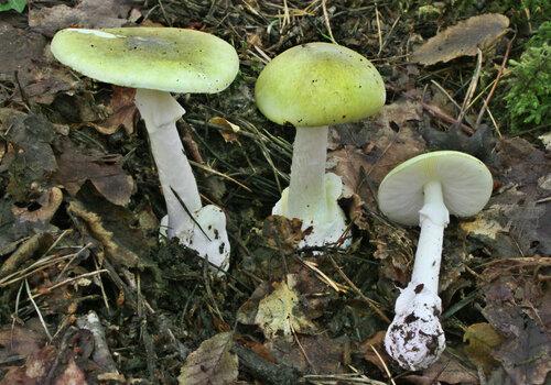 champignon mortel de nos sous-bois Amanita phalloïdes