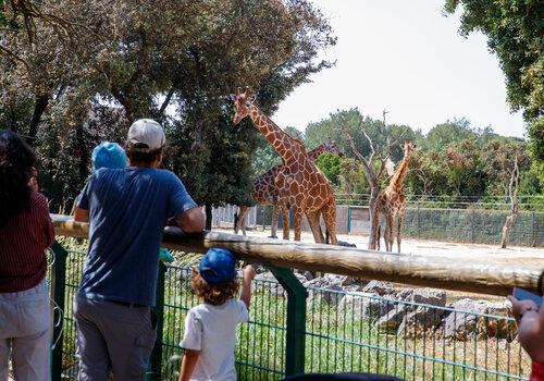 Vue sur un enclos de girafes