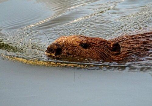 balade castor castor dans l'eau