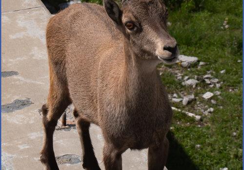 Bouquetin en promenade