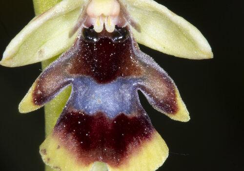 Fleur mimétique d'Ophrys aymoninii