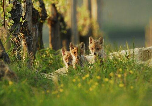 Les vignes alsaciennes de la biodiversité