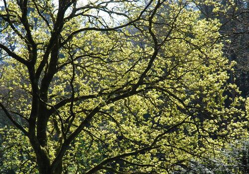 Arbre Quercus robur 