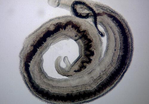 couple adultes Schistosomes couple adultes Schistosomes