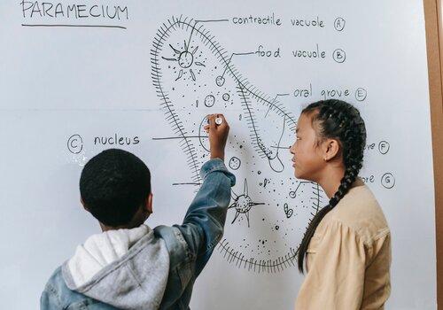 Enfant qui dessine la composition d'une cellule