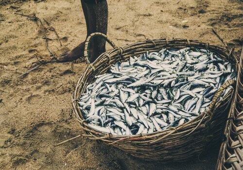 Panier de poisson