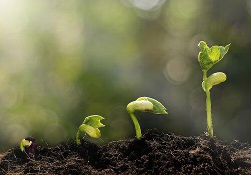 plante